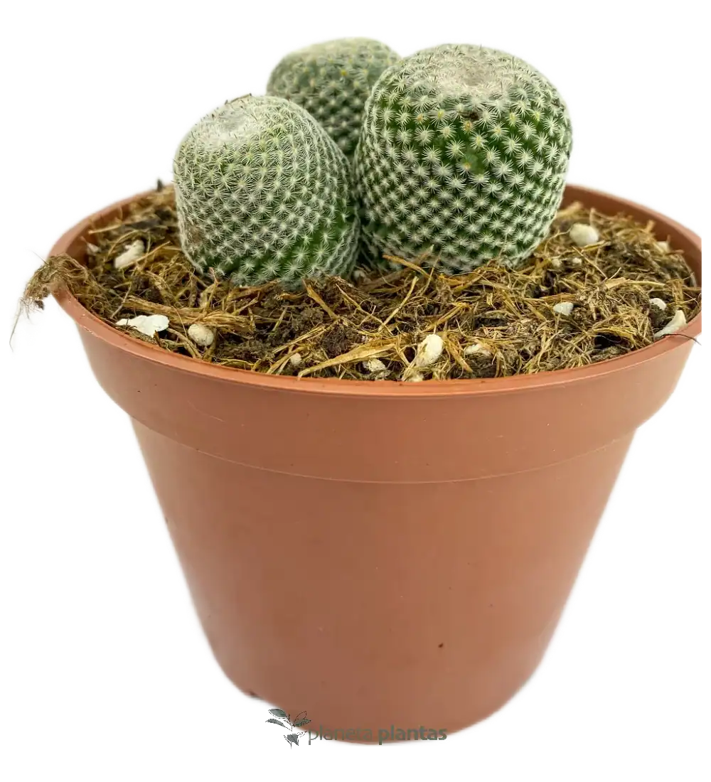 Epithelantha-micromeris.webp Epithelantha Micromeris - Imagen 1