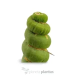 Eulychnia castanea spiralis - Imagen 5