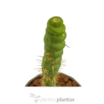 Eulychnia castanea spiralis - Imagen 4
