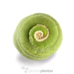 Eulychnia castanea spiralis - Imagen 3