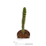 Eulychnia castanea spiralis - Imagen 2