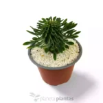 Euphorbia Sotetsu Kirin - Imagen 3