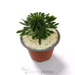 Euphorbia Sotetsu Kirin - Imagen 4