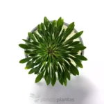 Euphorbia Sotetsu Kirin - Imagen 2