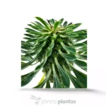 Euphorbia Sotetsu Kirin - Imagen 5