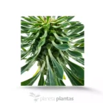 Euphorbia Sotetsu Kirin - Imagen 6