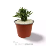 Euphorbia Sotetsu Kirin - Imagen 7