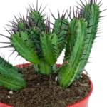 Alfiletero - (Euphorbia Enopla)