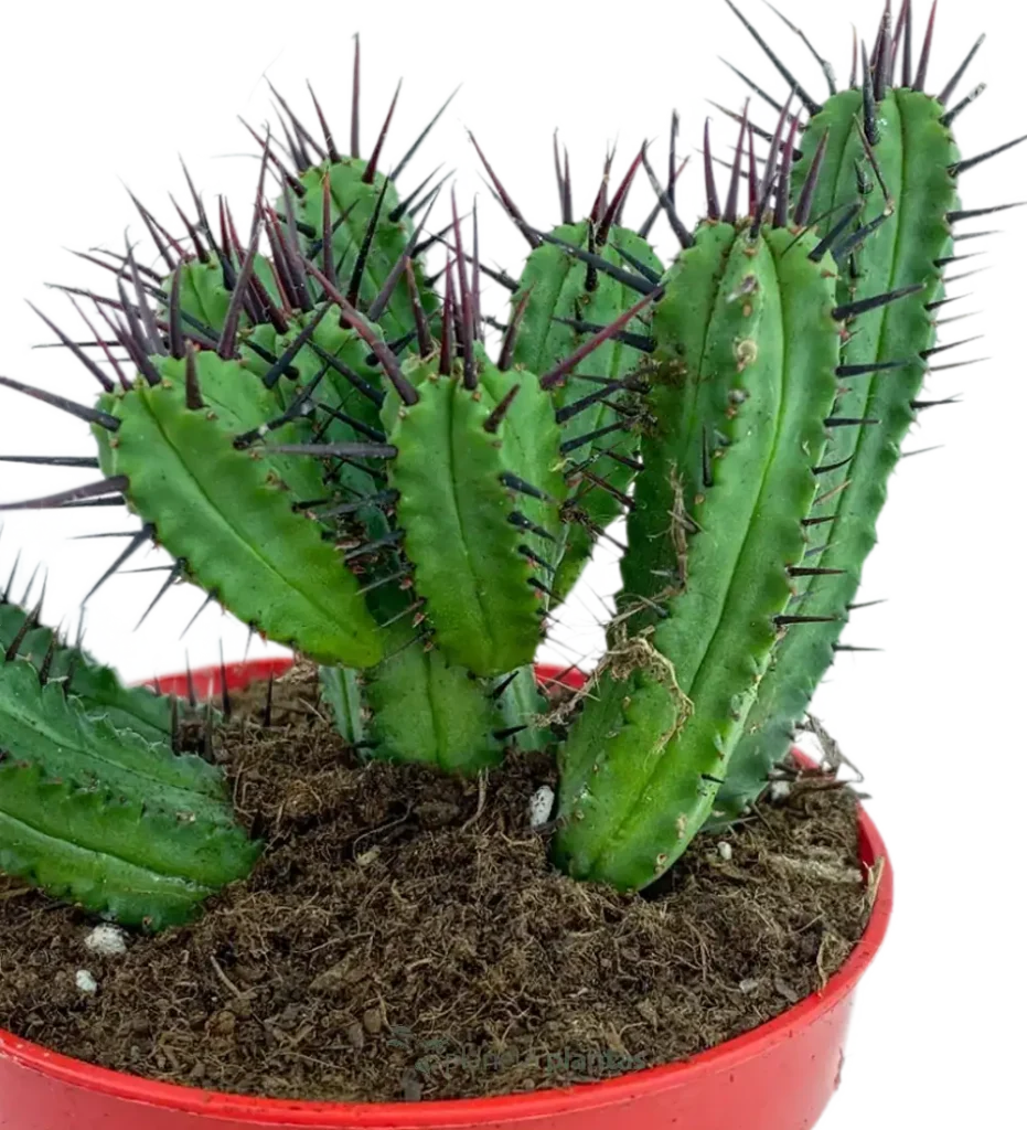 Euphorbia enopla - Suculentas y Cactus directos del Productor