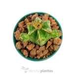 Euphorbia handiensis - Imagen 2