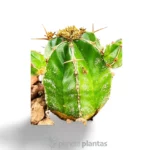 Euphorbia handiensis - Imagen 3