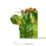 Euphorbia handiensis - Imagen 4