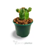 Euphorbia handiensis - Imagen 5