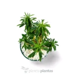 Euphorbia loricata - Imagen 2