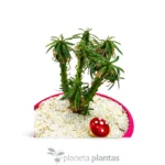 Euphorbia loricata - Imagen 2