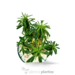 Euphorbia loricata - Imagen 3