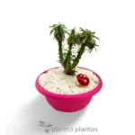 Euphorbia loricata - Imagen 4