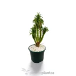 Euphorbia loricata - Imagen 4