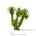 Euphorbia loricata - Imagen 3