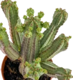 Cactus Mazorca De Maiz - (Euphorbia Mammillaris) - Imagen 2