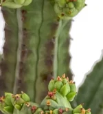 Cactus Mazorca De Maiz - (Euphorbia Mammillaris) - Imagen 3
