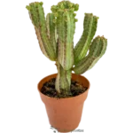Cactus Mazorca De Maiz - (Euphorbia Mammillaris)