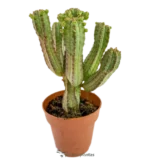 Cactus Mazorca De Maiz - (Euphorbia Mammillaris)