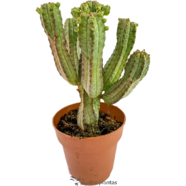 Cactus Mazorca De Maiz - (Euphorbia Mammillaris)