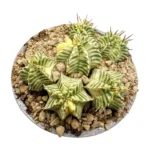 Euphorbia meloformis variegado