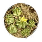 Euphorbia meloformis variegado - Imagen 4