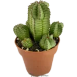 Euphorbia Polygona  B