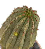 Euphorbia Polygona - Imagen 2