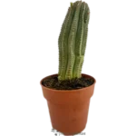 Euphorbia Polygona
