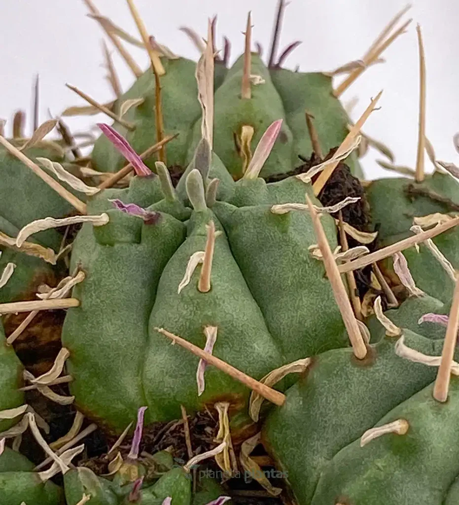 Euphorbia pulvinata 01 - Suculentas y Cactus directos del Productor