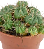 Euphorbia Pulvinata - Imagen 3