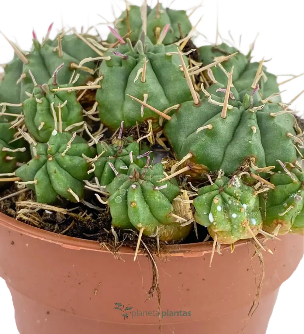 Euphorbia-pulvinata-02.webp Euphorbia Pulvinata - Imagen 3
