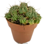 Euphorbia Pulvinata