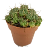 Euphorbia Pulvinata