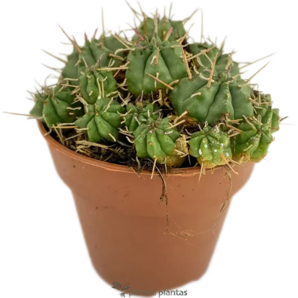 Euphorbia Pulvinata