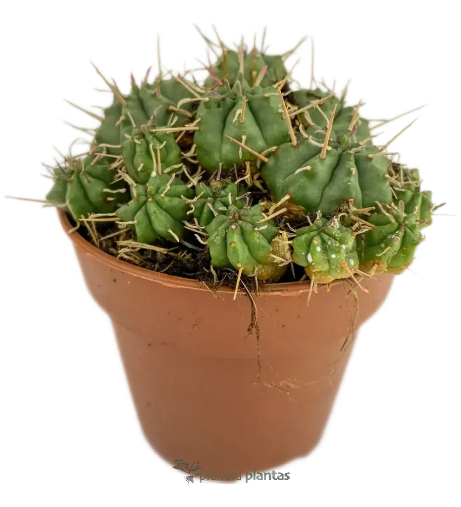 Euphorbia pulvinata - Suculentas y Cactus directos del Productor