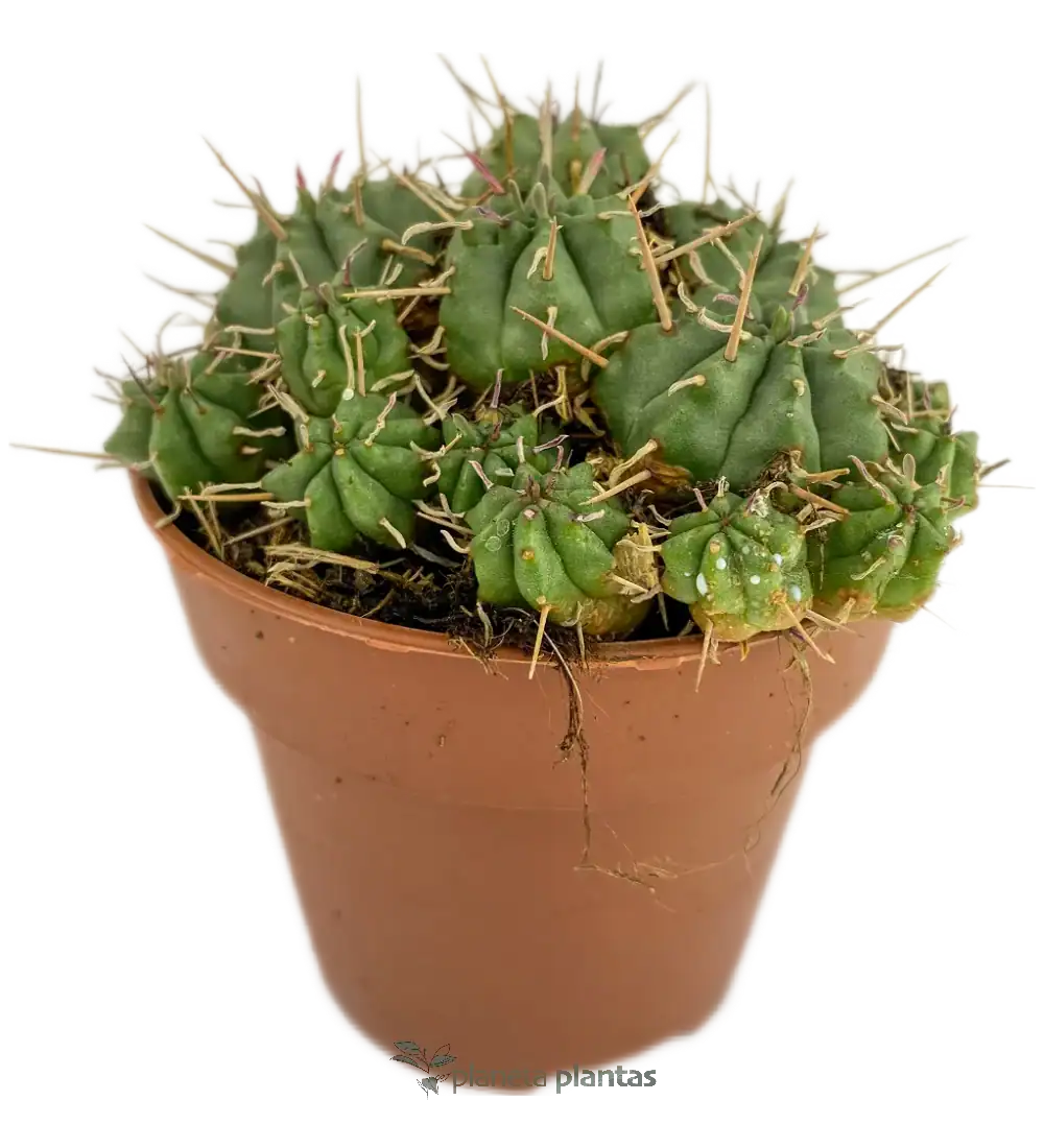 Euphorbia-pulvinata.webp Euphorbia Pulvinata - Imagen 1