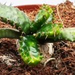 Euphorbia Stellata Grande - Imagen 4