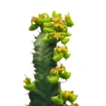 Euphorbia Stellata Grande - Imagen 3
