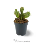 Euphorbia Horrida monstruosa - Imagen 3