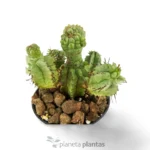 Euphorbia Horrida monstruosa - Imagen 6