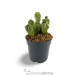 Euphorbia Horrida monstruosa - Imagen 5