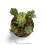Euphorbia Horrida monstruosa - Imagen 2