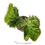 Euphorbia Lctea Cristata - Imagen 4