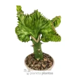 Euphorbia Lctea Cristata - Imagen 3