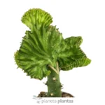 Euphorbia Lctea Cristata